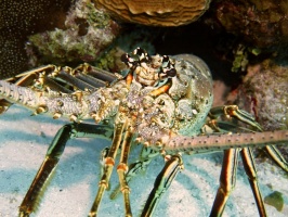 061 Spiny Lobster IMG 5407